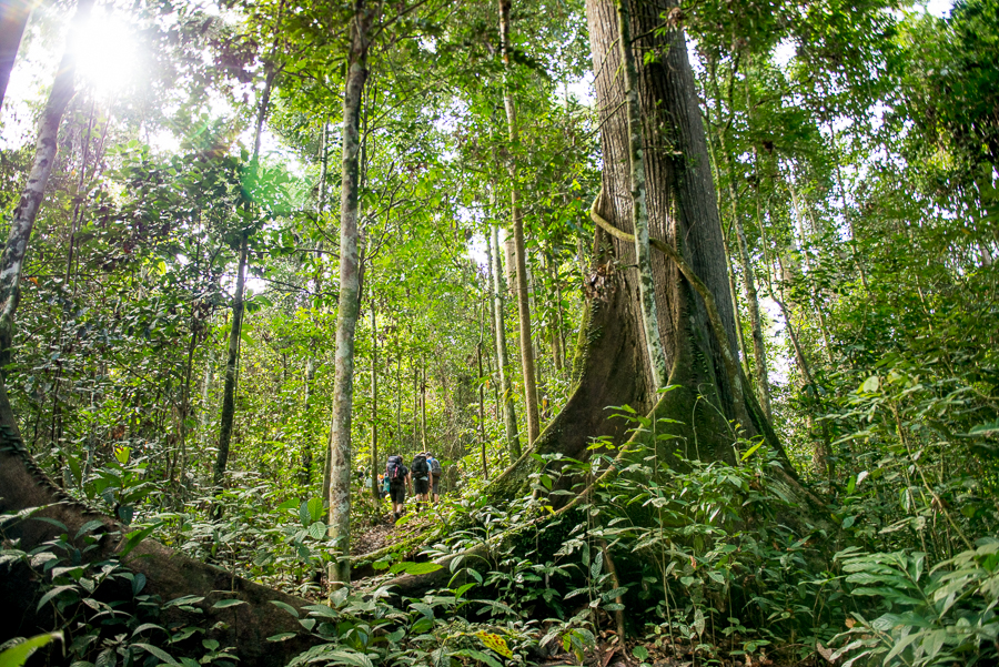 Primary rainforest conservation