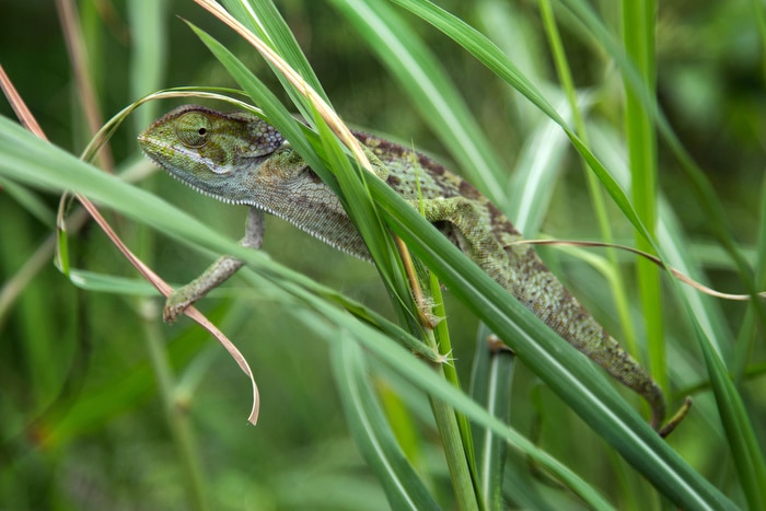 A chameleon spotted in tall grass, near to Kitananwa