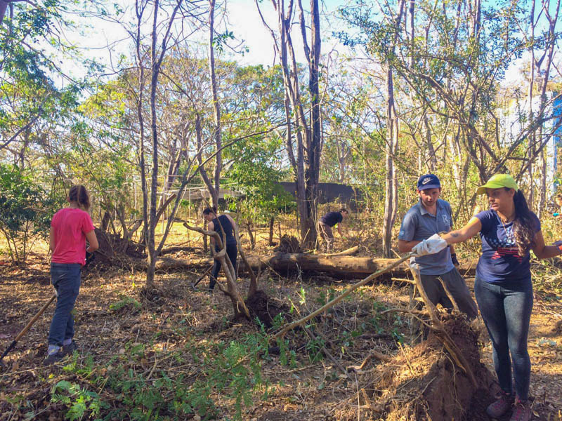 Volunteers working in the dry forest.