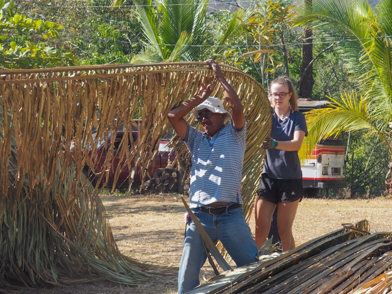 Collecting dried palm leaves for the roof of the cabin.