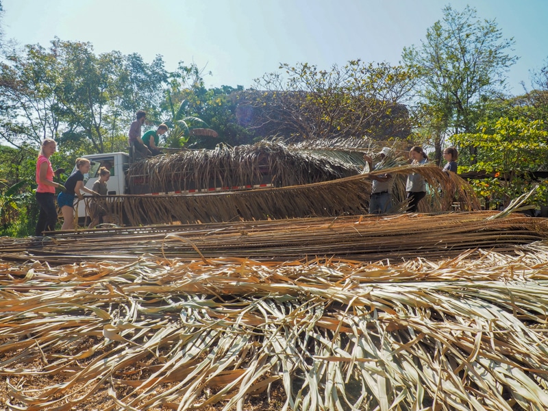 Volunteers and Ezequiel collecting palm leaves for the roof of the rancho.
