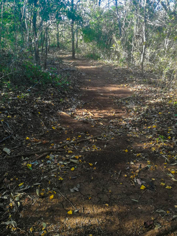 Path in Horizontes Forest.