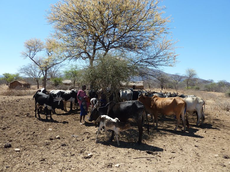 Maasai with their cows
