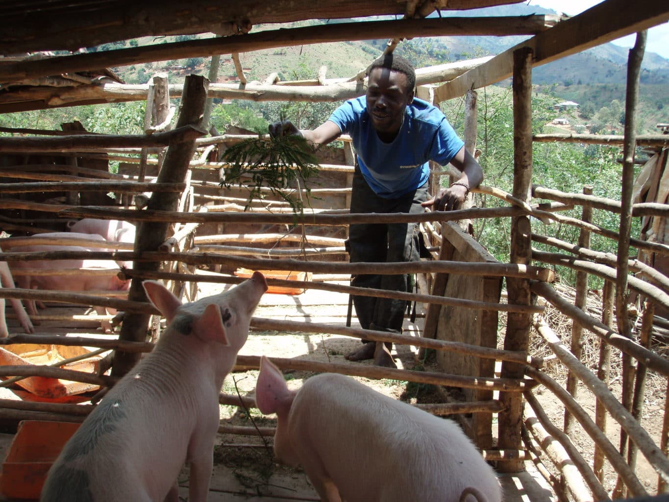Farmer feeds his pigs