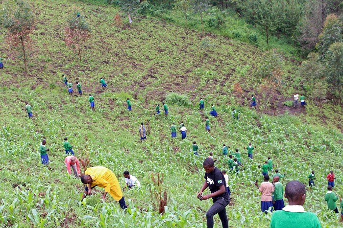Planting trees all together in Igodo
