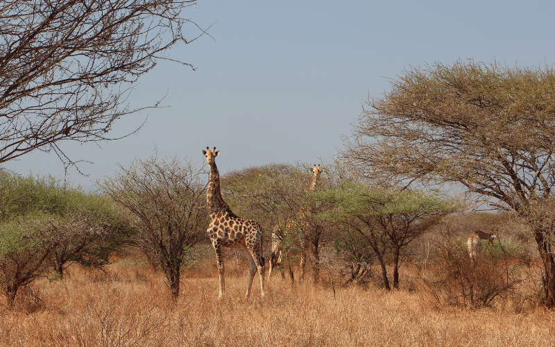 Raleigh International South Africa Expeditions (1) Raleigh International South Africa Expeditions giraffes in bush