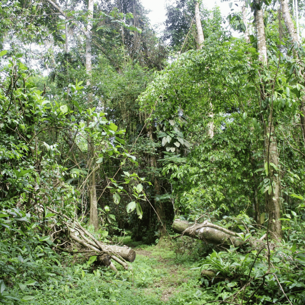 Raleigh Costa Rica environmental project 1 (1)