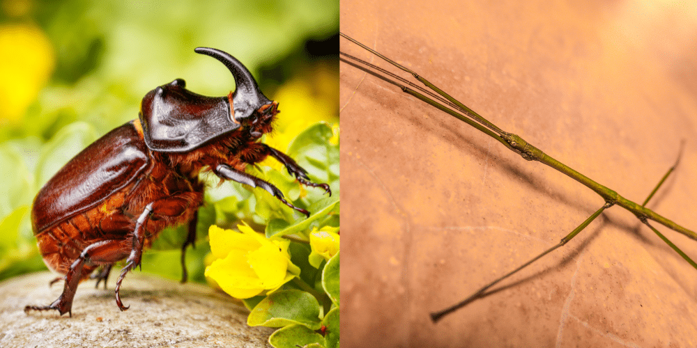 close up of a rhinobeetle and stickbug both found in Costa Rica
