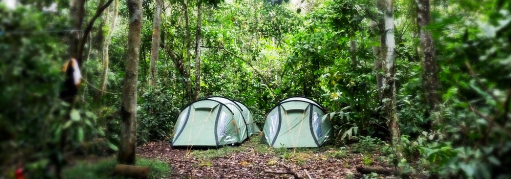 Two green tents set up in the rainforest