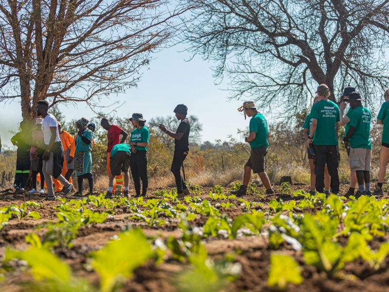 Volunteers planting vegetable garden food