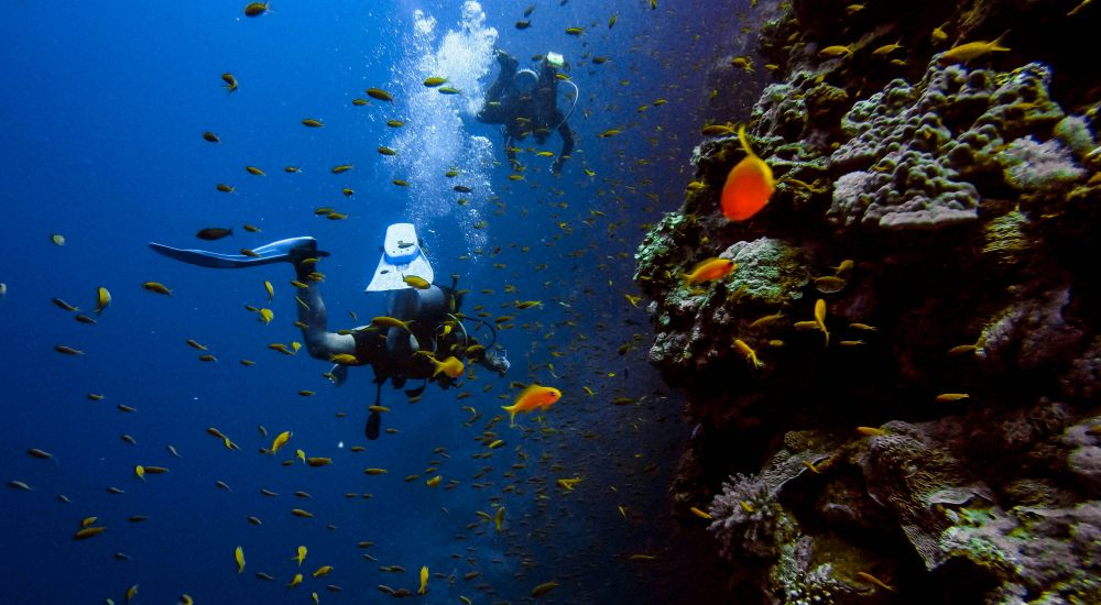 scuba diver underwater surrounded by fishes and coral