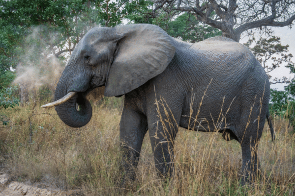 Raleigh South Africa elephant sighting Raleigh-South-Africa-elephant-sighting