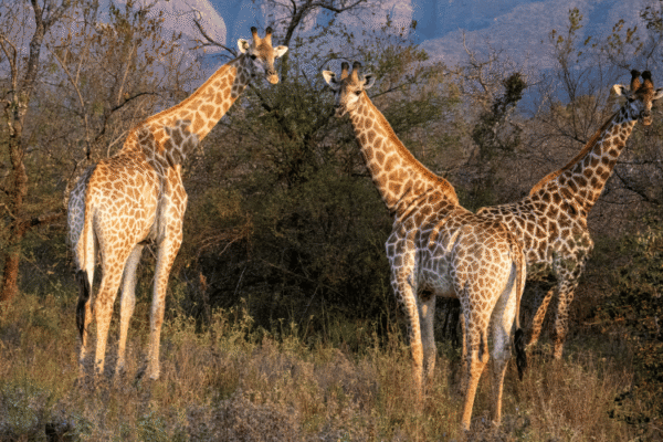 Raleigh South Africa giraffes out in the bush Raleigh-South-Africa-giraffes-out-in-the-bush