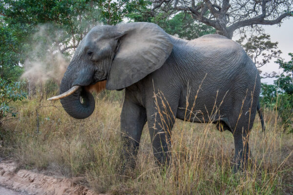 Raleigh-South-Africa-elephant-sighting-2 Raleigh-South-Africa-elephant-sighting