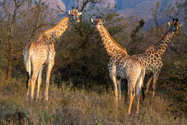 Raleigh-South-Africa-giraffes-out-in-the-bush-2 Raleigh-South-Africa-giraffes-out-in-the-bush