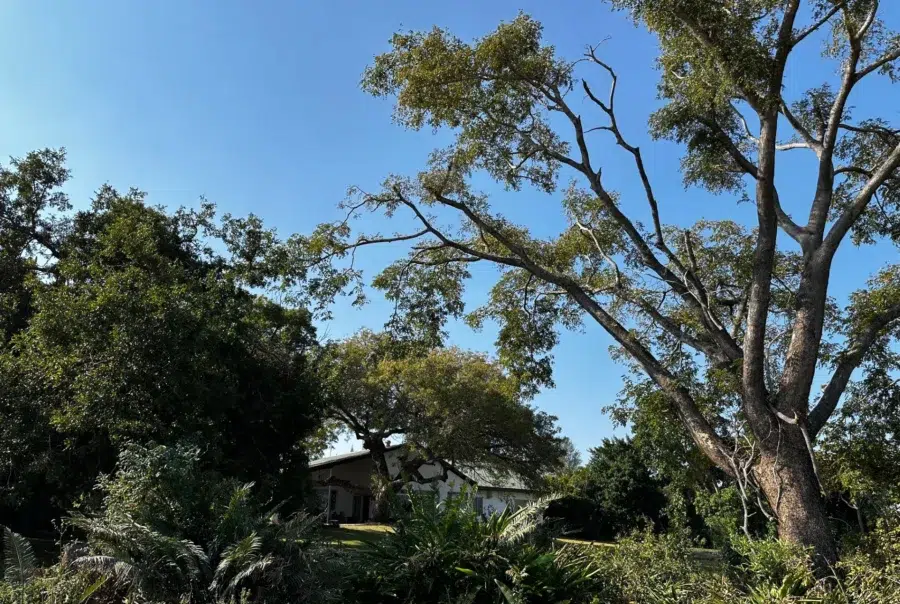 Raleigh South Africa_Farmhouse among tall trees