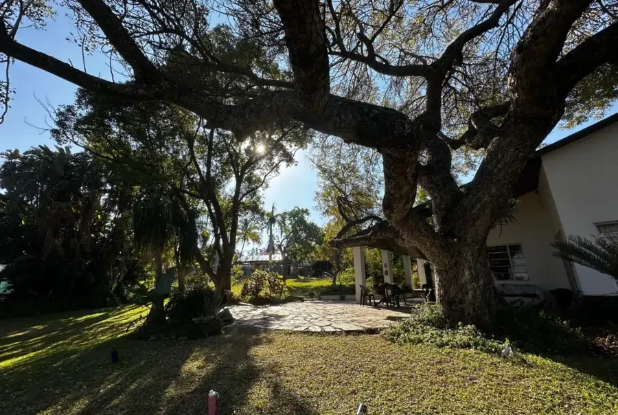 Raleigh South Africa_Old tree shading farmhouse patio