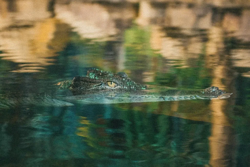Raleigh borneo saltwater crocodile Raleigh borneo saltwater crocodile